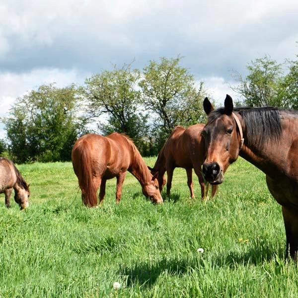 Pension pour chevaux à Clermont-Ferrand, Puy-de-Dôme